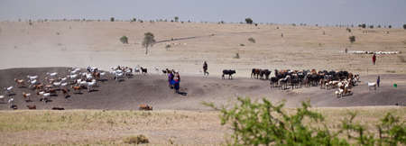 Masai boys herd the Goats and cattle across the dusty plain leading them to water  Serengeti...