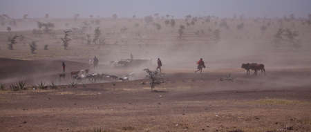 Masai boys herd the Goats and cattle across the dusty plain leading them to water  Serengeti...