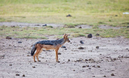 A Black-Backed Jackal scans the distance for his next meal. Serengeti National Park, Tanzaniaの写真素材