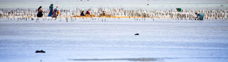Locals harvest the seaweed at low tide in cooperation with a Sea Turtle sanctuary. Zanzibar,...