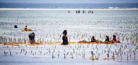 Locals harvest the seaweed at low tide in cooperation with a Sea Turtle sanctuary. Zanzibar, Tanzaniaのeditorial素材