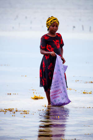 Locals harvest the seaweed at low tide in cooperation with a Sea Turtle sanctuary. Zanzibar, Tanzaniaのeditorial素材