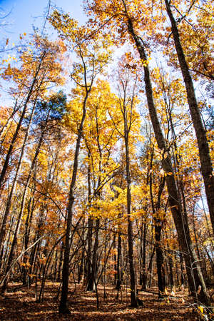 The changing leaves of fall and the various bright colors they bring. Crowder's Mountain, Gastonia,...