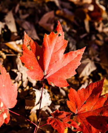 A macro shot of colorful leaves. North Carolina