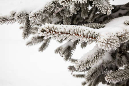 A macro shot of a pine tree covered in frost and snow. Snowshoe, WV