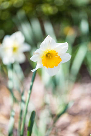 Bright Daffodil blossoms mark the start of spring in North Carolina.