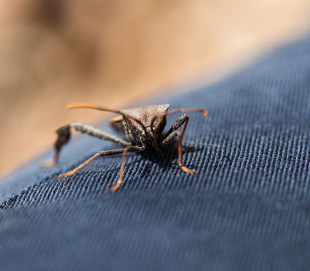 The Dock leaf bug on the pants leg of a gardener.