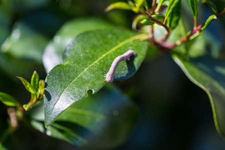 An inch worm works his way across a new leaf of spring munching through the plant.