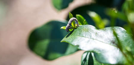 An inch worm works his way across a new leaf of spring munching through the plant.