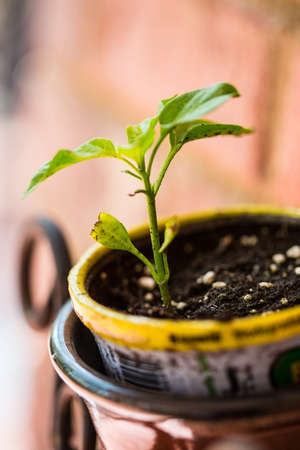 A new pepper plant that has just sprouted in a pot of soil for gardening.