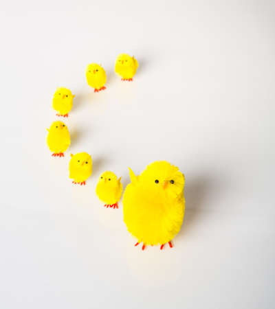 A large yellow chick and six baby chicks isolated on a white background  Easter Concept 