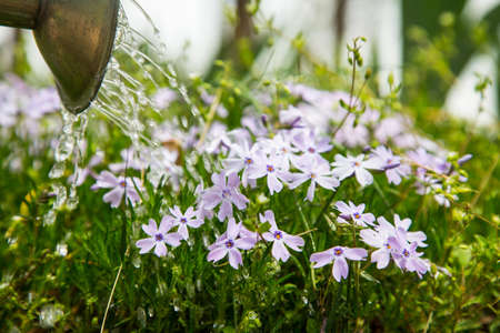 A watering can as it waters a patch of Phlox.の写真素材