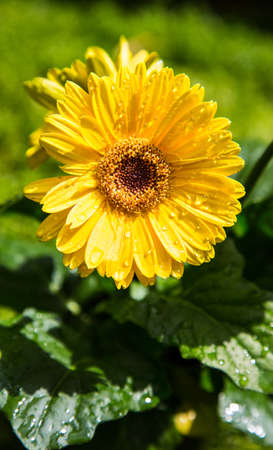 Fresh Gerbera, shot in the early days of spring.の写真素材