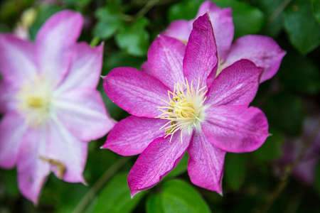 Clematis blooms in the early spring signifying the changing of the seasons.