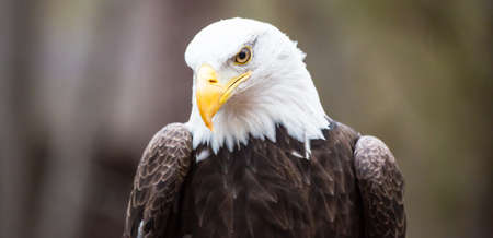 A beautiful American Bald Eagle as it searches for prey.の写真素材