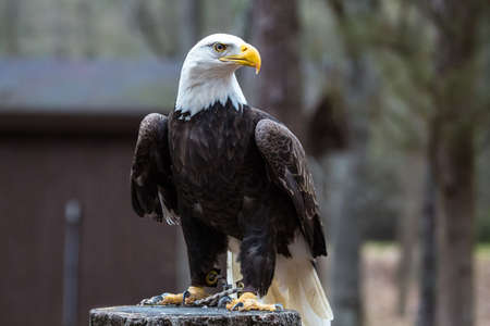 A beautiful American Bald Eagle as it searches for prey.の写真素材