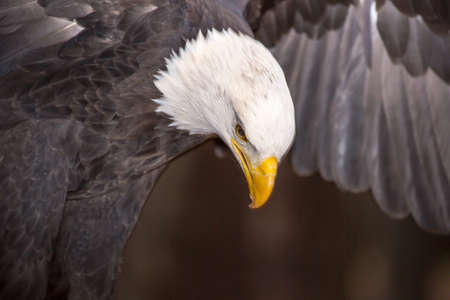 A beautiful American Bald Eagle as it searches for prey.の写真素材