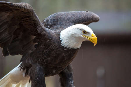 A beautiful American Bald Eagle as it searches for prey.の写真素材