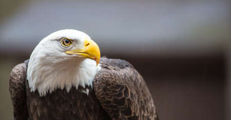 A beautiful American Bald Eagle as it searches for prey.の写真素材