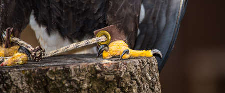 The talors of an American Bald Eagle as it stands on a stump.