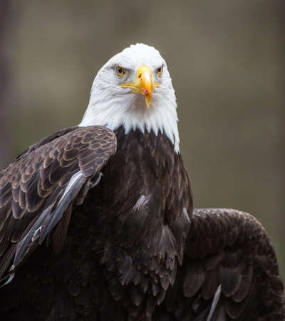 A beautiful American Bald Eagle as it searches for prey の写真素材