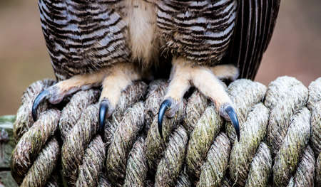 The Talons of a Great Horned Owl as it stands on a braided rope.の写真素材