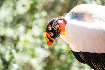 One of Africa's more odd creatures, the King Vulture has a colorful face and neck. Definately stands out in a crowd.の写真素材