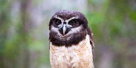 A spectacled owl gives a hard stare at the Carolina Raptor Center. North Carolinaの写真素材