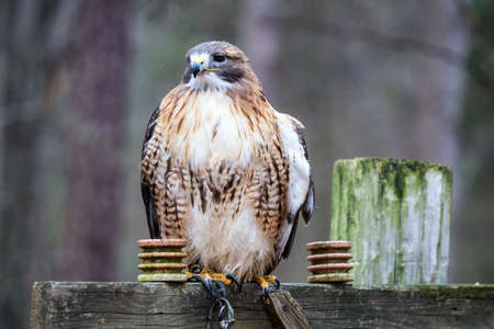A Red Tailed Hawk searches for his next meal. Carolina Raptor Center.