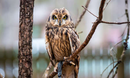 A portrait of a short eared owl on a spring day. Carolina Raptor Center, North Carolinaの写真素材