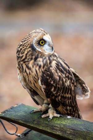 A portrait of a short eared owl on a spring day. Carolina Raptor Center, North Carolinaの写真素材