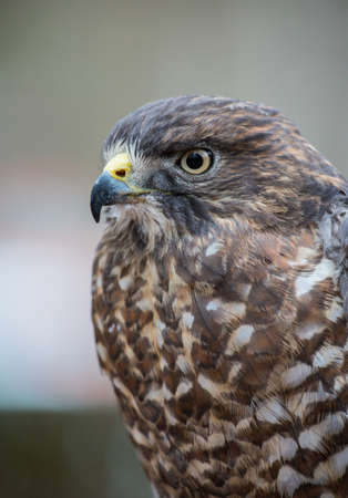 A Broad-Winged Hawk in a tree. Carolina Raptor Center.