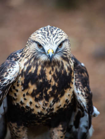 A Rough-Legged Hawk searches for his next meal. Carolina Raptor Center.の写真素材