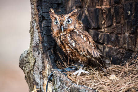 An Eastern Screech Owl in a hallowed out tree. Blending into the surroundings.