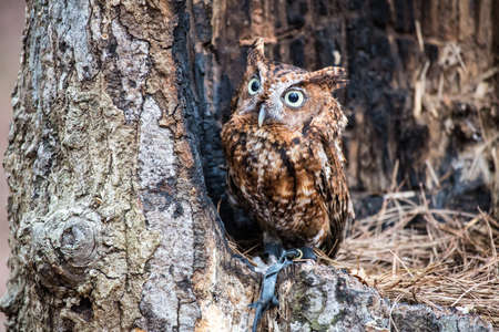 An Eastern Screech Owl in a hallowed out tree. Blending into the surroundings.の写真素材