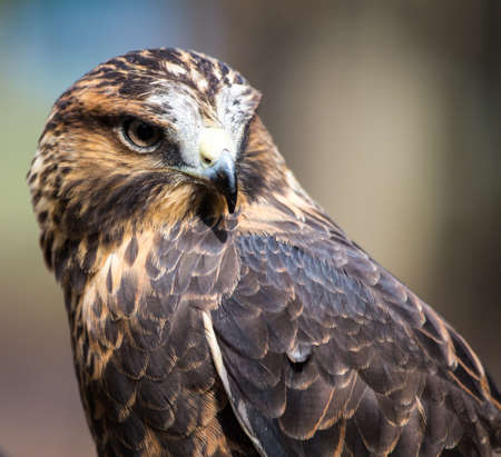 A Swainson's Hawk on the glove at the Carolina Raptor Center.の写真素材