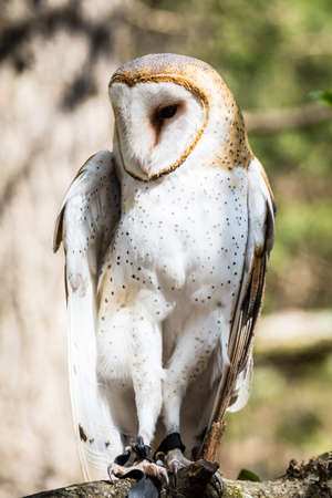 A Barn Owl poses for the camera at the Carolina Raptor Center. Beautiful snowy white face and deep black eyes.の写真素材