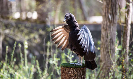 A common Black Vulture the scavenger bird seen often on the side of the road.の写真素材