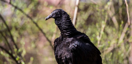 A common Black Vulture the scavenger bird seen often on the side of the road.の写真素材