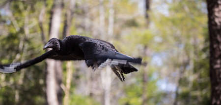 A common Black Vulture the scavenger bird seen often on the side of the road の写真素材