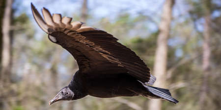 A common Black Vulture the scavenger bird seen often on the side of the road の写真素材