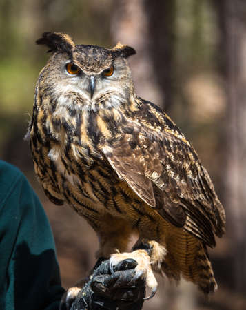 An adult Eurasian Eagle Owl in all of its majesty. Piercing orange eyes and wide wing span. Carolina Raptor Centerの写真素材