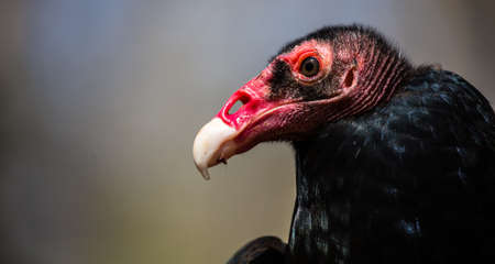 The odd faced Turkey Vulture as he hangs out in the sun.の写真素材