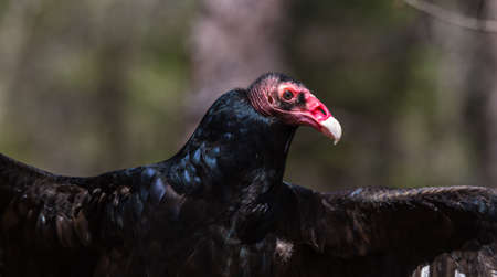 The odd faced Turkey Vulture as he hangs out in the sun.の写真素材