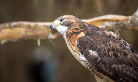 A Red Tailed Hawk searches for his next meal. Carolina Raptor Center.の写真素材