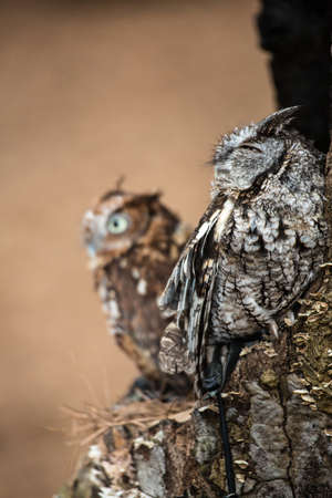 An Eastern Screech Owl in a hallowed out tree. Blending into the surroundings.の写真素材