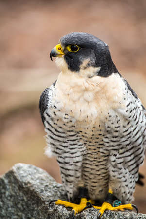 A Peregrine Falcon poses for the camera at the Carolina Raptor Center.の写真素材