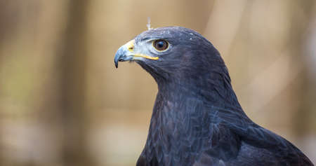 An Augur Buzzard on the glove of a trainer. Carolina Raptor Centerの写真素材