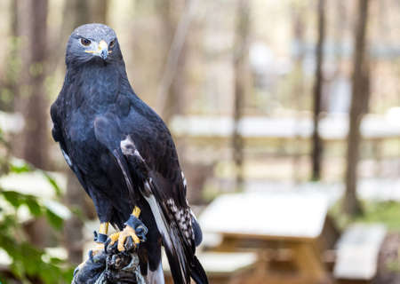 An Augur Buzzard on the glove of a trainer. Carolina Raptor Centerの写真素材