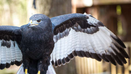 An Augur Buzzard on the glove of a trainer. Carolina Raptor Centerの写真素材